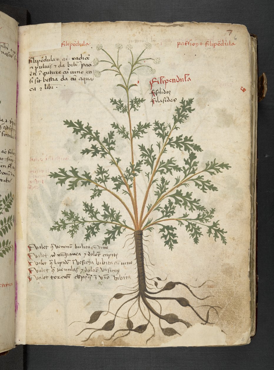 Adja hozzá az MS 41623 "A gyógynövény", Belluno (tinta és szín a pergamen) alkotó: Italian School