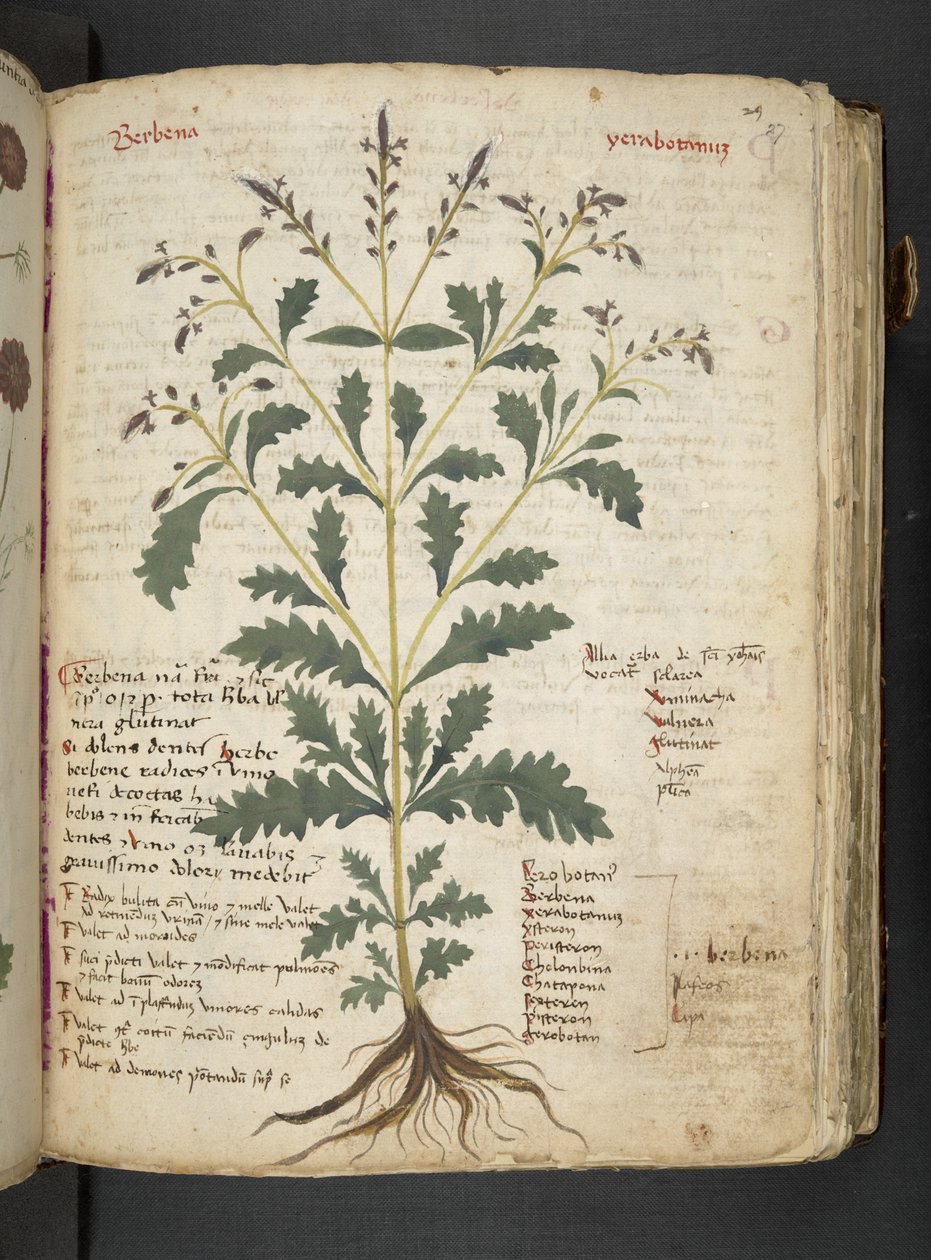 Adja hozzá az MS 41623 "A gyógynövény", Belluno (tinta és szín a pergamen) alkotó: Italian School