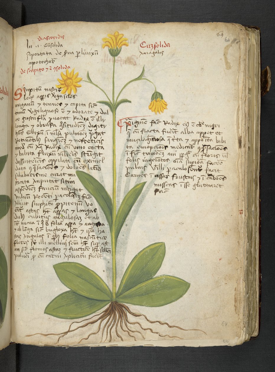 Adja hozzá az MS 41623 "A gyógynövény", Belluno (tinta és szín a pergamen) alkotó: Italian School