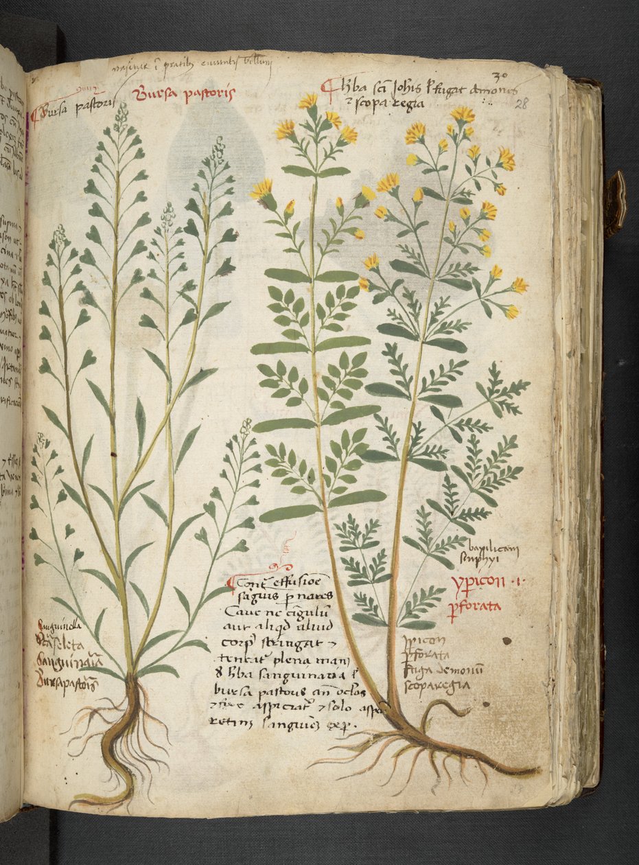 Adja hozzá az MS 41623 "A gyógynövény", Belluno (tinta és szín a pergamen) alkotó: Italian School