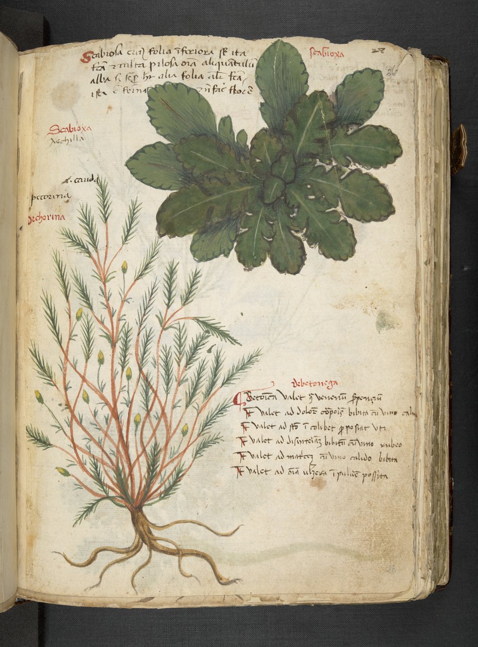 Adja hozzá az MS 41623 "A gyógynövény", Belluno (tinta és szín a pergamen) alkotó: Italian School