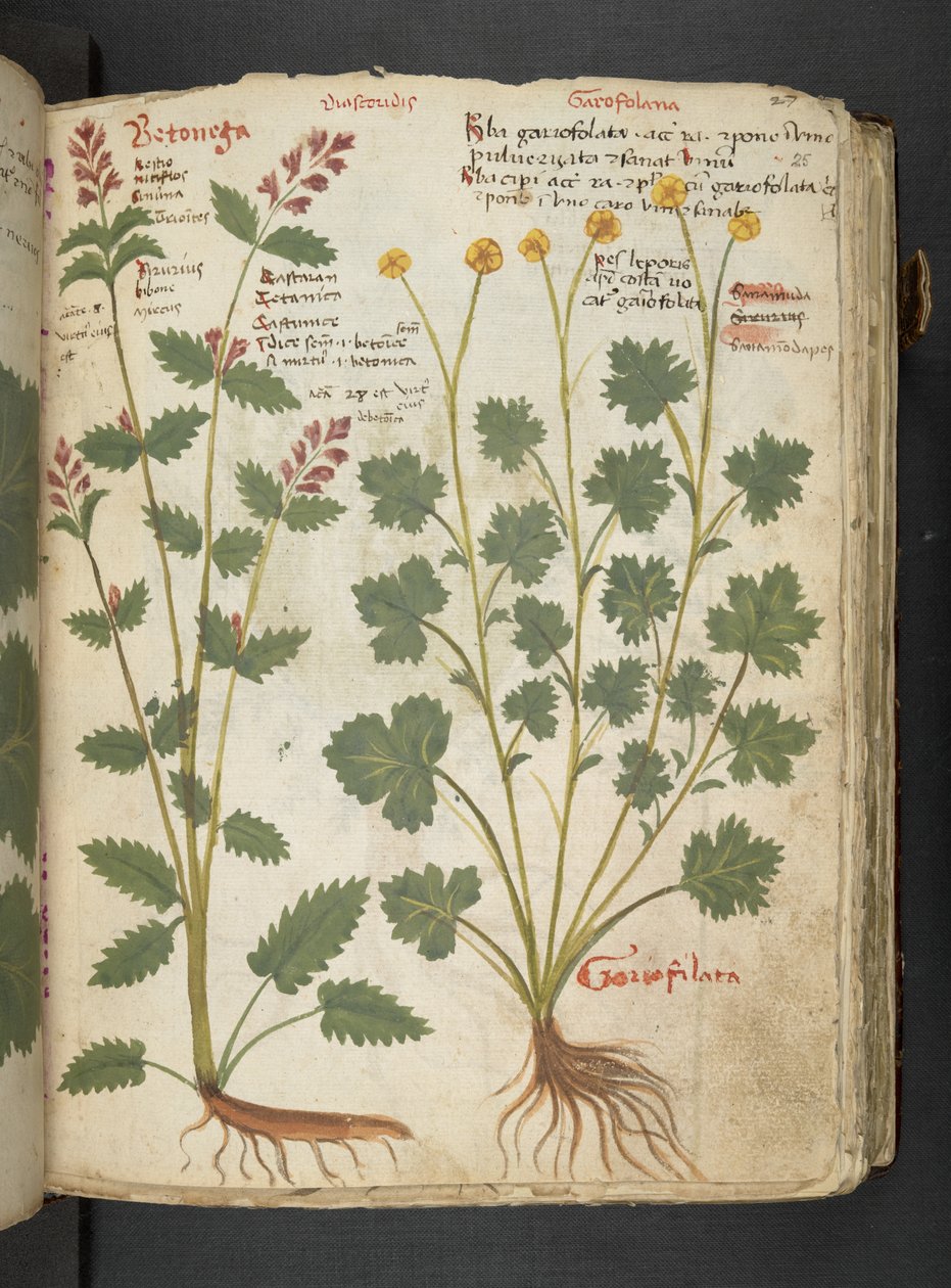 Adja hozzá az MS 41623 "A gyógynövény", Belluno (tinta és szín a pergamen) alkotó: Italian School