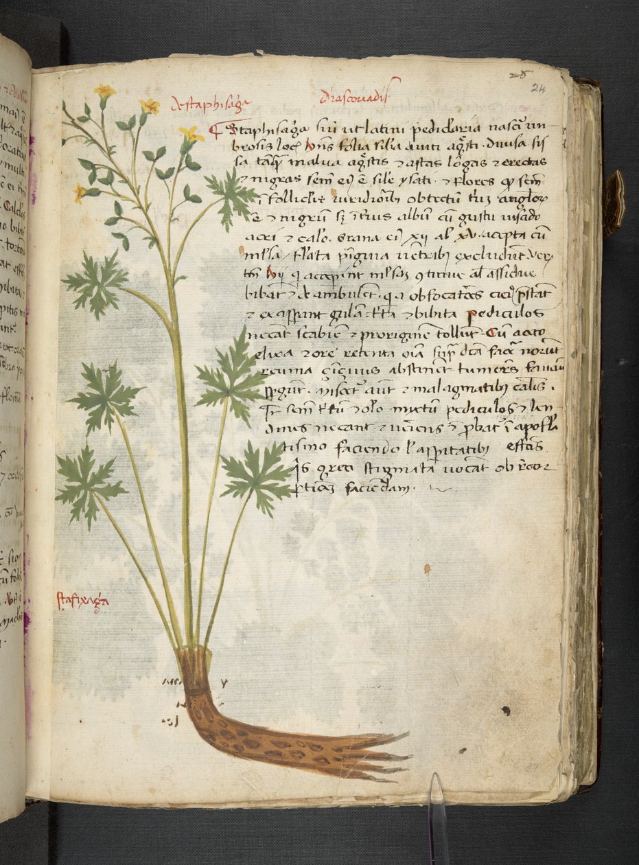 Adja hozzá az MS 41623 "A gyógynövény", Belluno (tinta és szín a pergamen) alkotó: Italian School