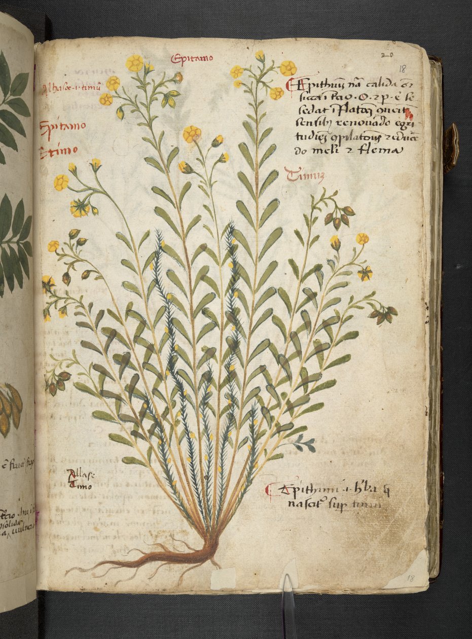 Adja hozzá az MS 41623 "A gyógynövény", Belluno (tinta és szín a pergamen) alkotó: Italian School