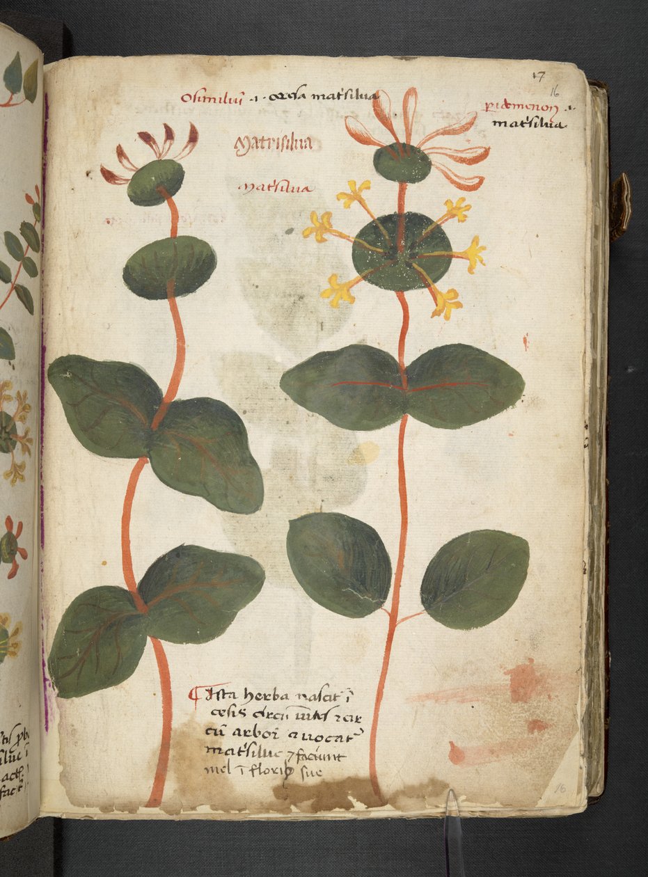Adja hozzá az MS 41623 "A gyógynövény", Belluno (tinta és szín a pergamen) alkotó: Italian School