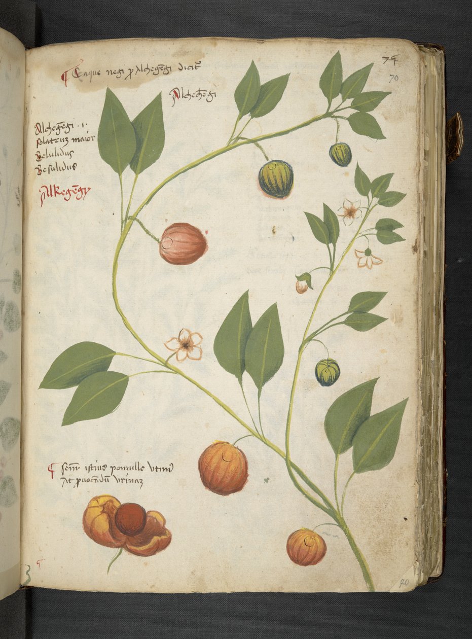 Adja hozzá az MS 41623 "A gyógynövény", Belluno (tinta és szín a pergamen) alkotó: Italian School