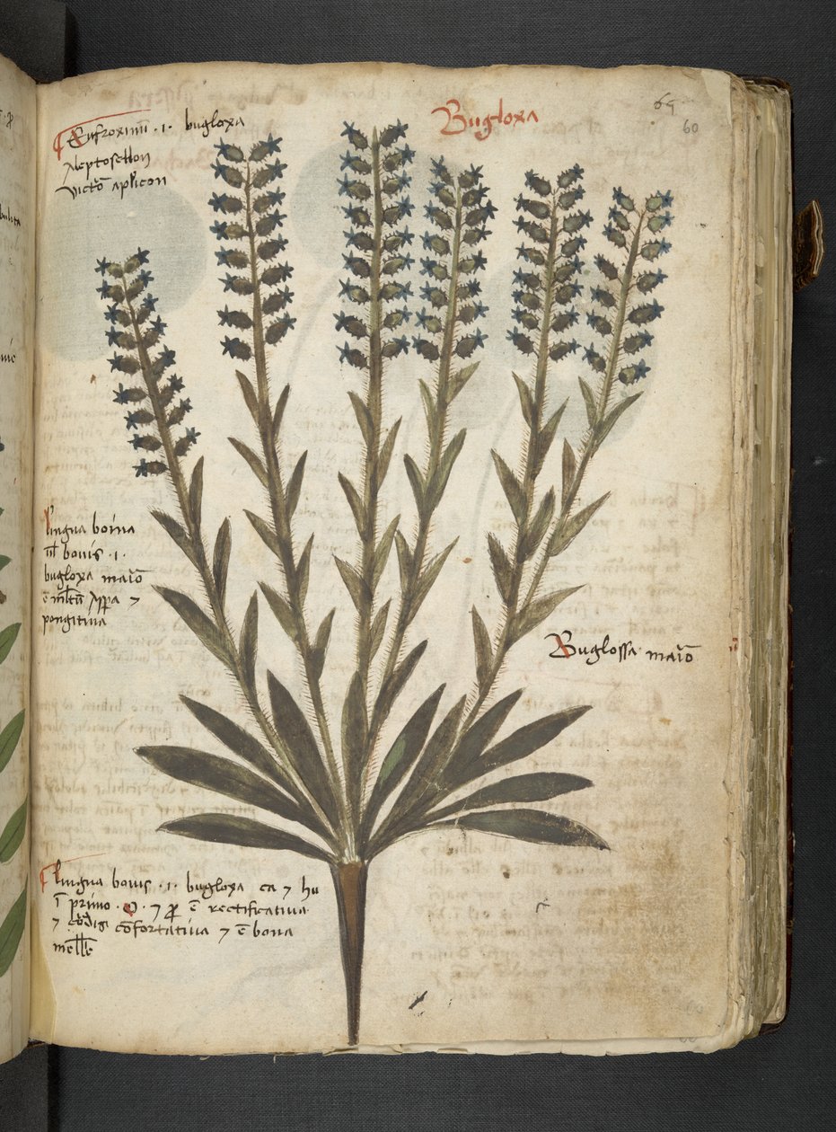 Adja hozzá az MS 41623 "A gyógynövény", Belluno (tinta és szín a pergamen) alkotó: Italian School