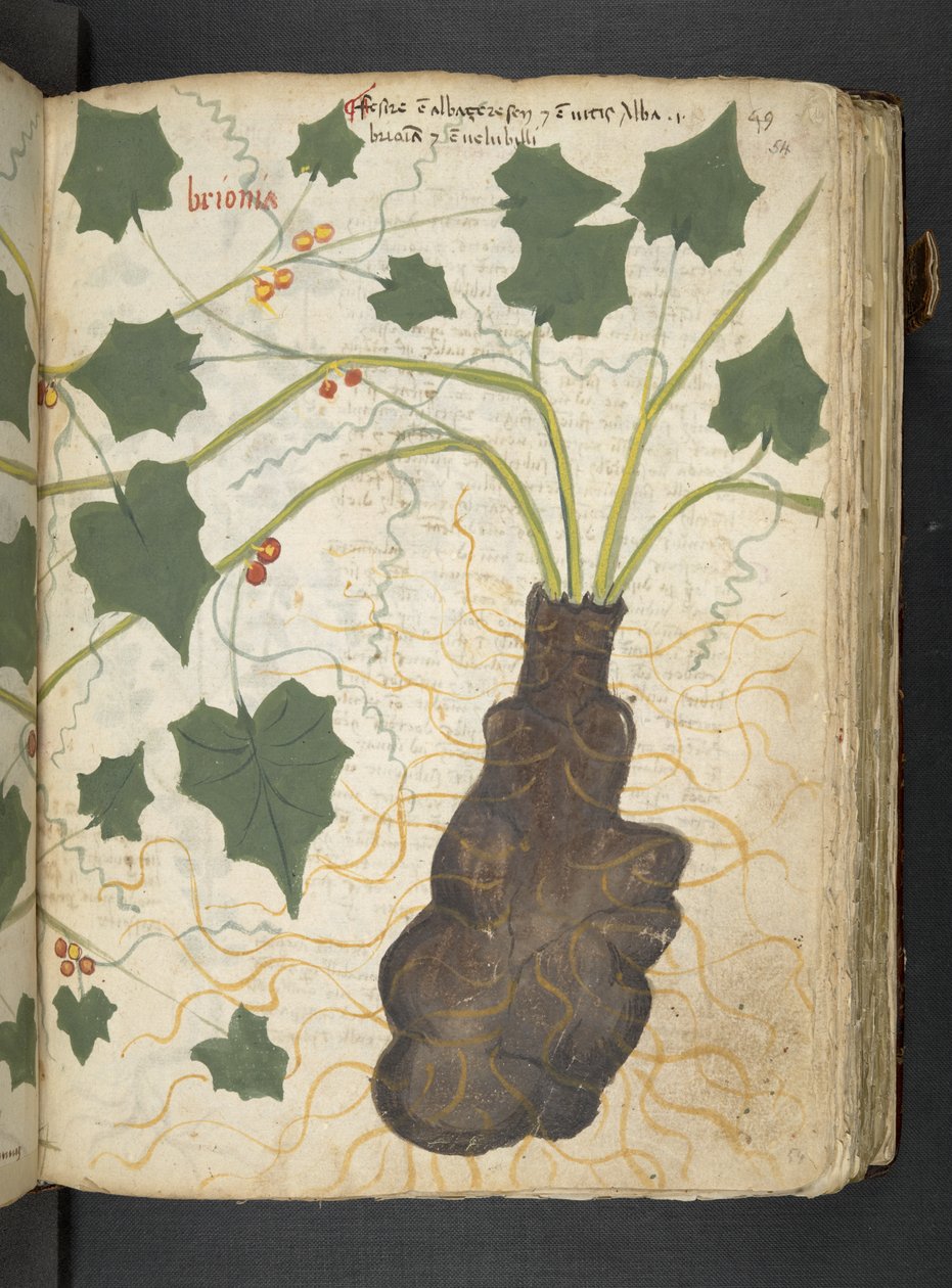 Adja hozzá az MS 41623 "A gyógynövény", Belluno (tinta és szín a pergamen) alkotó: Italian School