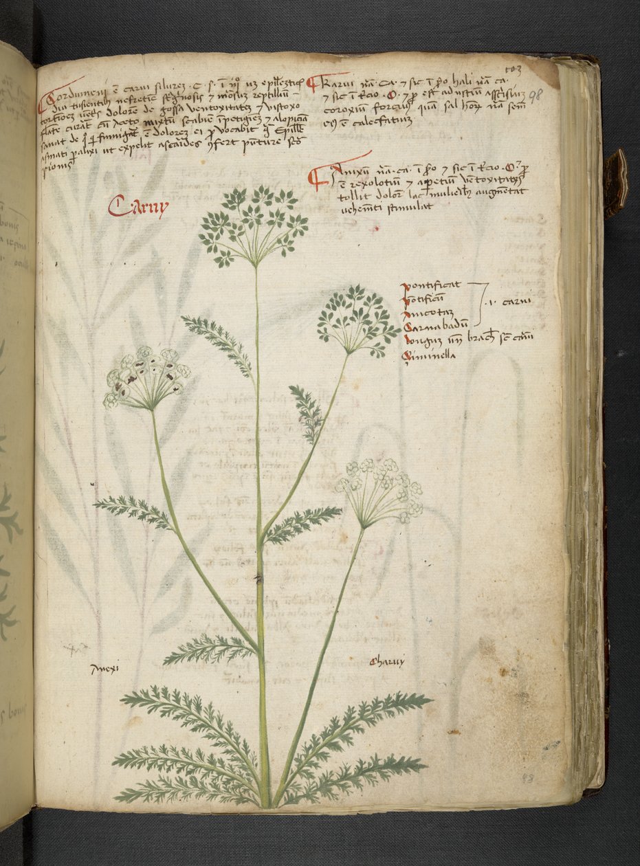 Adja hozzá az MS 41623 "A gyógynövény", Belluno (tinta és szín a pergamen) alkotó: Italian School