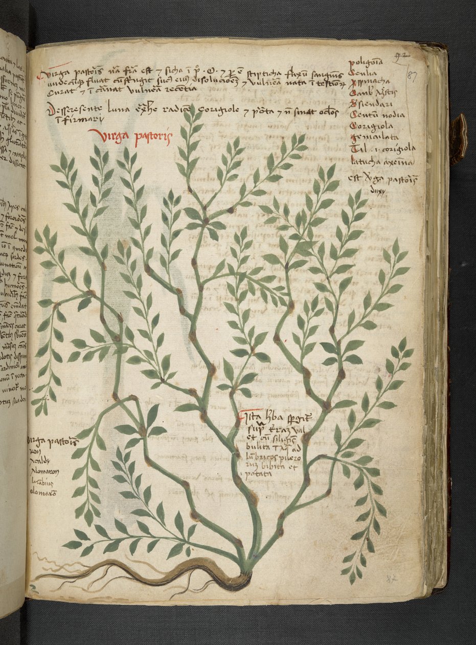Adja hozzá az MS 41623 "A gyógynövény", Belluno (tinta és szín a pergamen) alkotó: Italian School