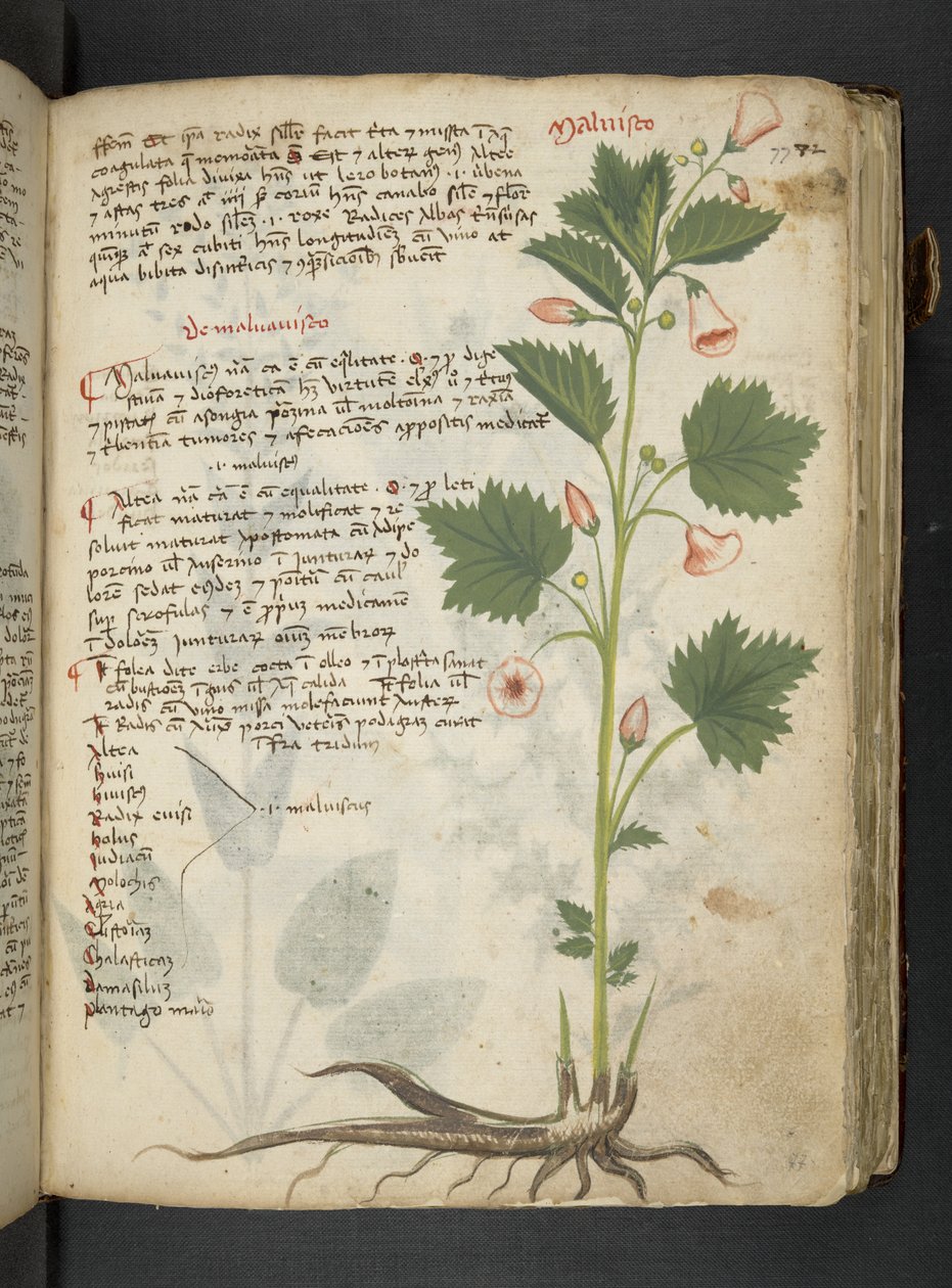 Adja hozzá az MS 41623 "A gyógynövény", Belluno (tinta és szín a pergamen) alkotó: Italian School