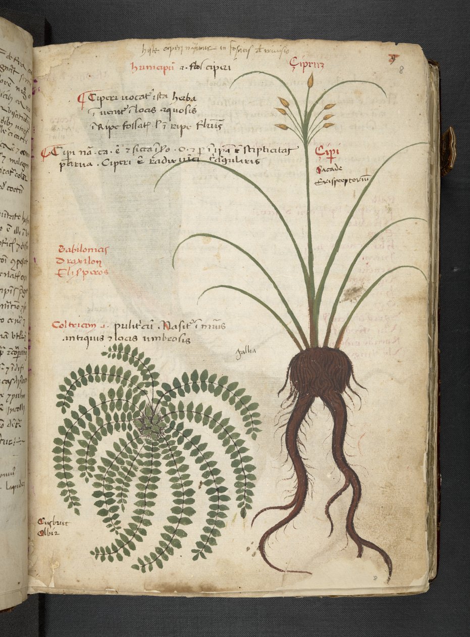Adja hozzá az MS 41623 "A gyógynövény", Belluno (tinta és szín a pergamen) alkotó: Italian School