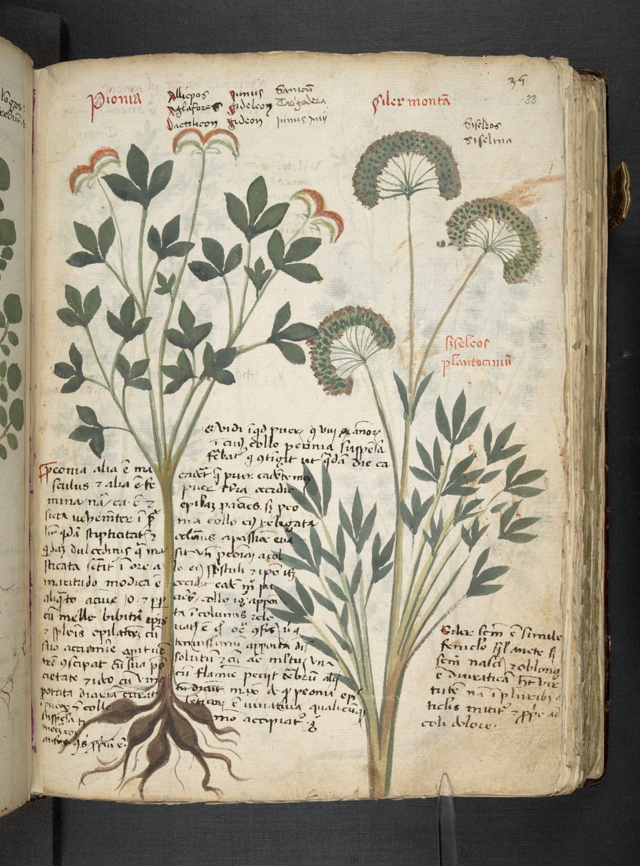 Adja hozzá az MS 41623 "A gyógynövény", Belluno (tinta és szín a pergamen) alkotó: Italian School