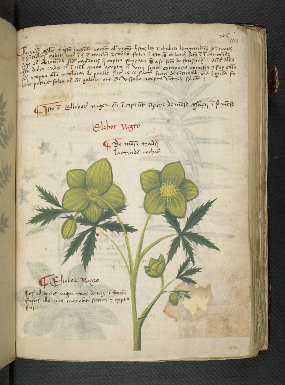 Adja hozzá az MS 41623 "A gyógynövény", Belluno (tinta és szín a pergamen) alkotó: Italian School