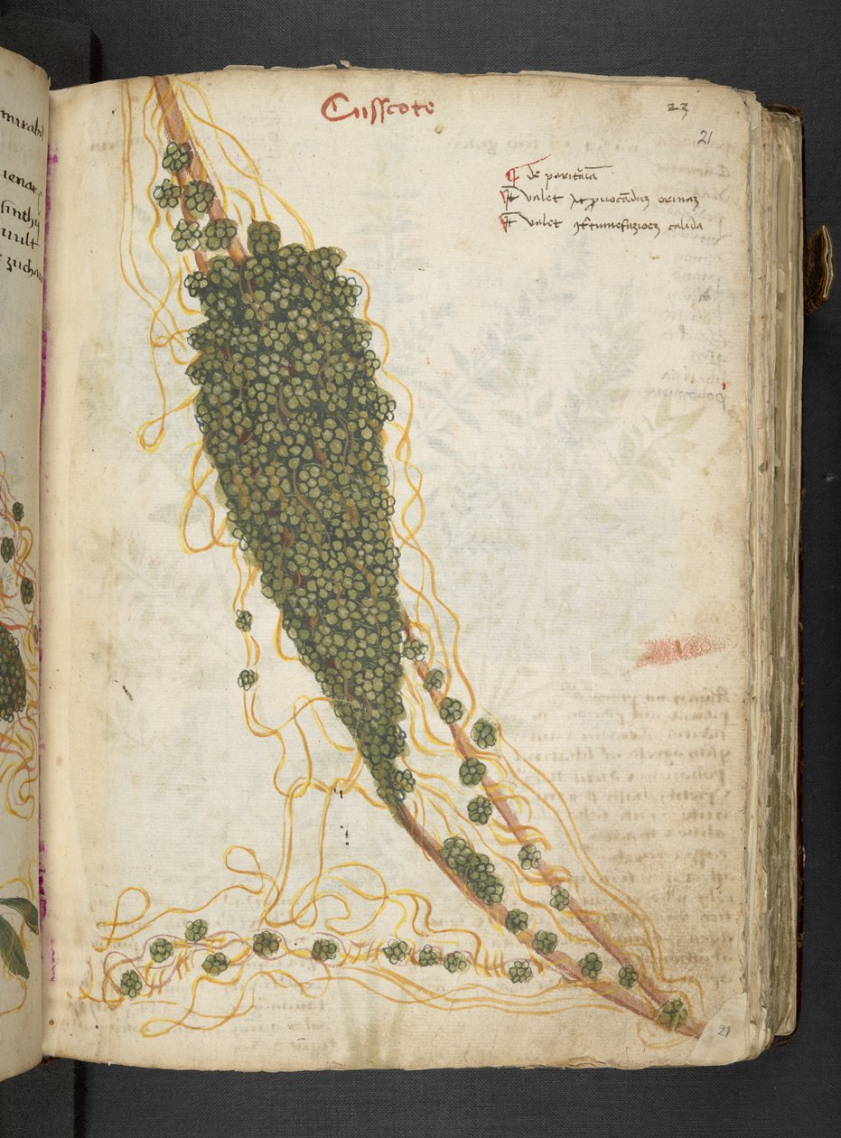 Adja hozzá az MS 41623 "A gyógynövény", Belluno (tinta és szín a pergamen) alkotó: Italian School