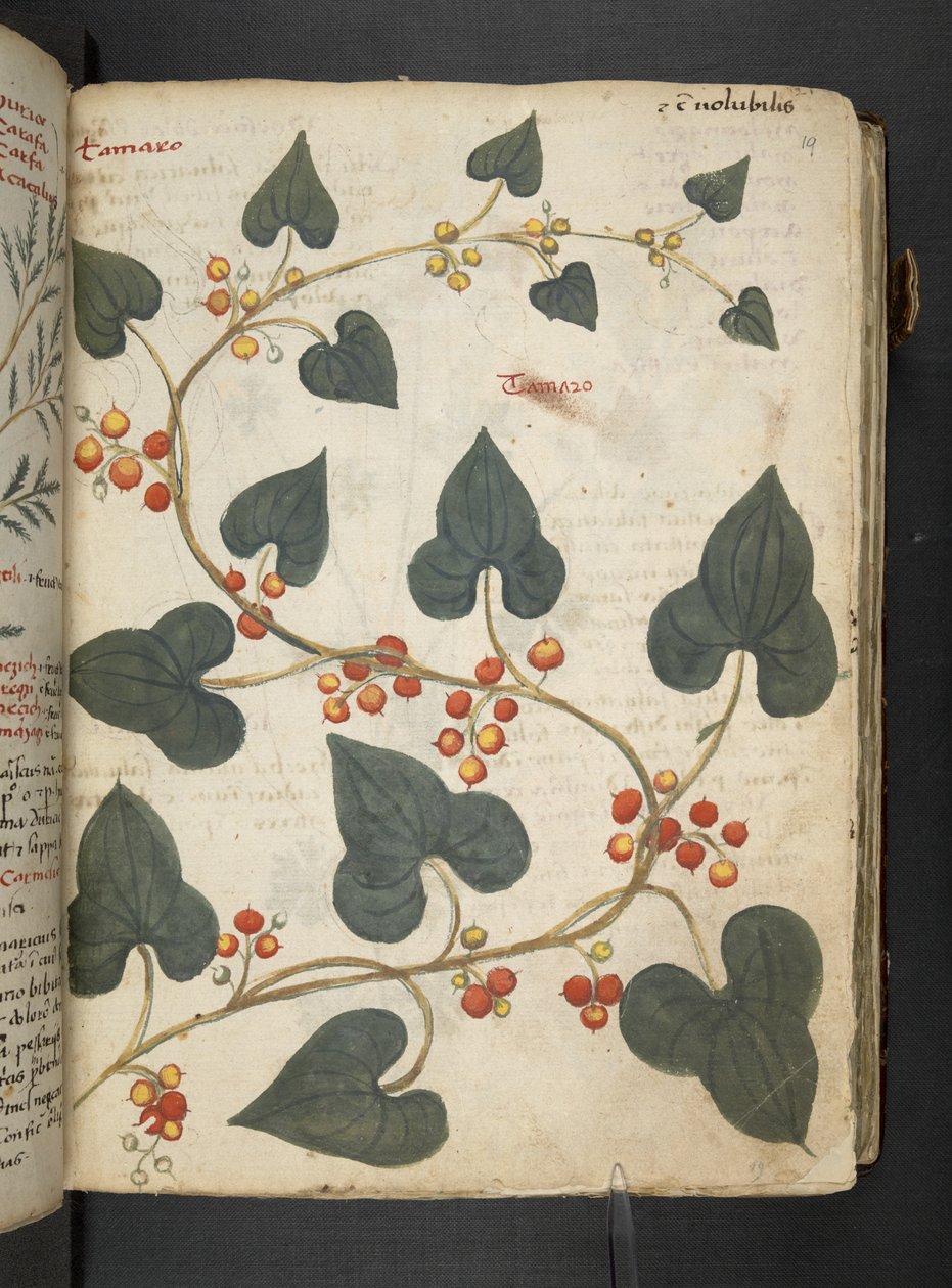 Adja hozzá az MS 41623 "A gyógynövény", Belluno (tinta és szín a pergamen) alkotó: Italian School