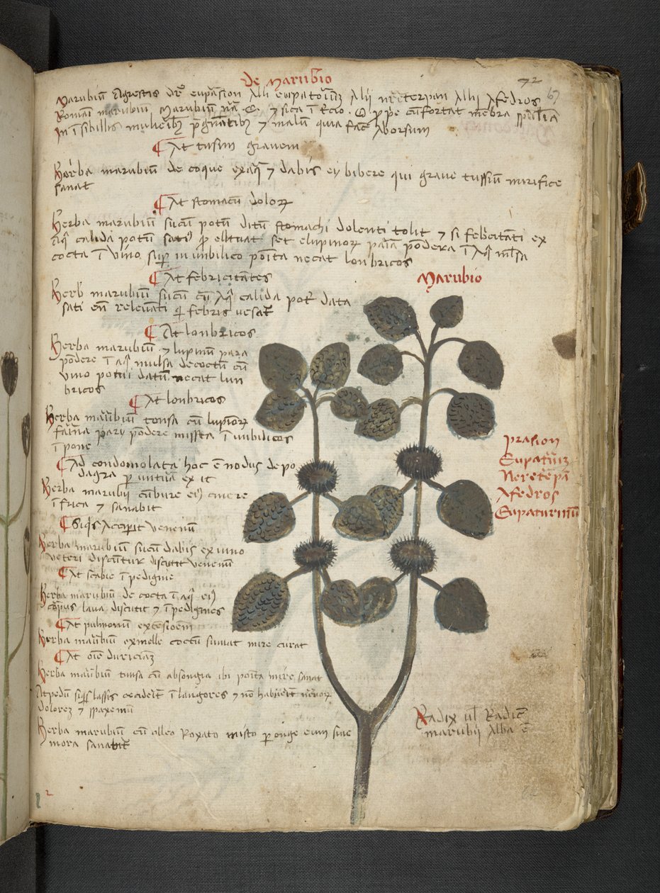 Adja hozzá az MS 41623 "A gyógynövény", Belluno (tinta és szín a pergamen) alkotó: Italian School