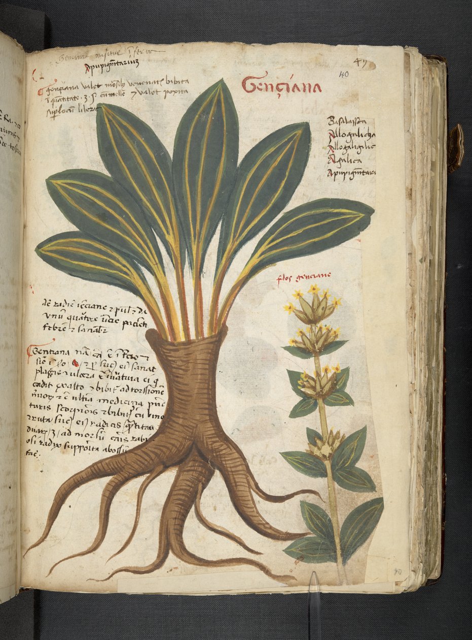 Adja hozzá az MS 41623 "A gyógynövény", Belluno (tinta és szín a pergamen) alkotó: Italian School
