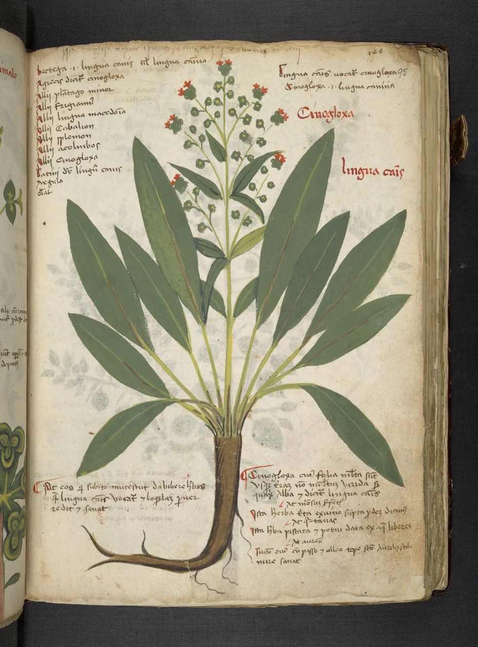 Adja hozzá az MS 41623 "A gyógynövény", Belluno (tinta és szín a pergamen) alkotó: Italian School