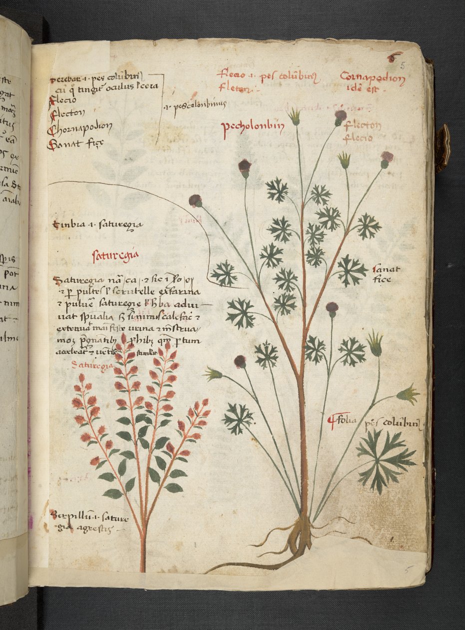 Adja hozzá az MS 41623 "A gyógynövény", Belluno (tinta és szín a pergamen) alkotó: Italian School