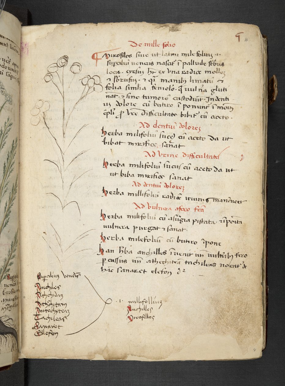 Adja hozzá az MS 41623 "A gyógynövény", Belluno (tinta és szín a pergamen) alkotó: Italian School