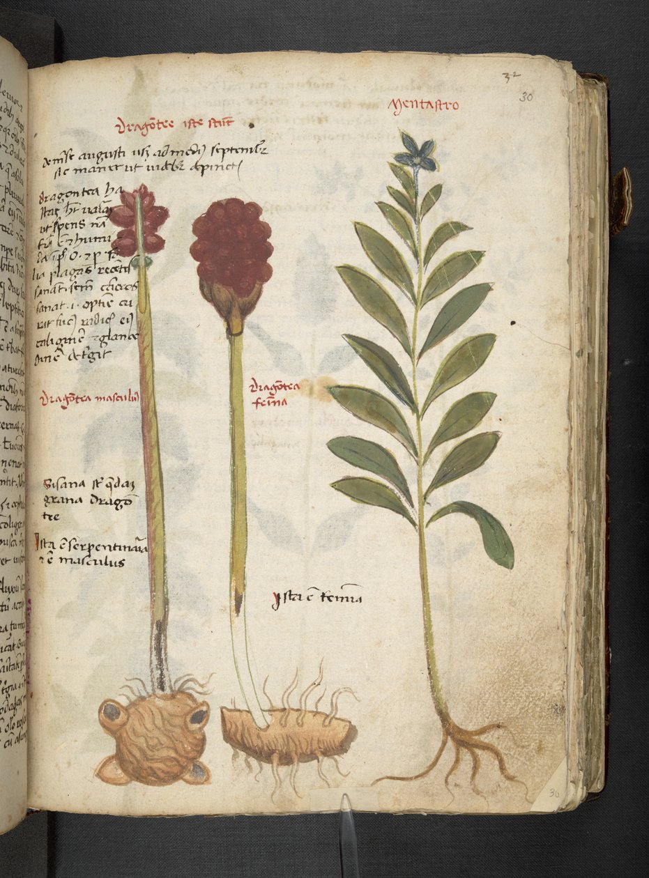 Adja hozzá az MS 41623 "A gyógynövény", Belluno (tinta és szín a pergamen) alkotó: Italian School