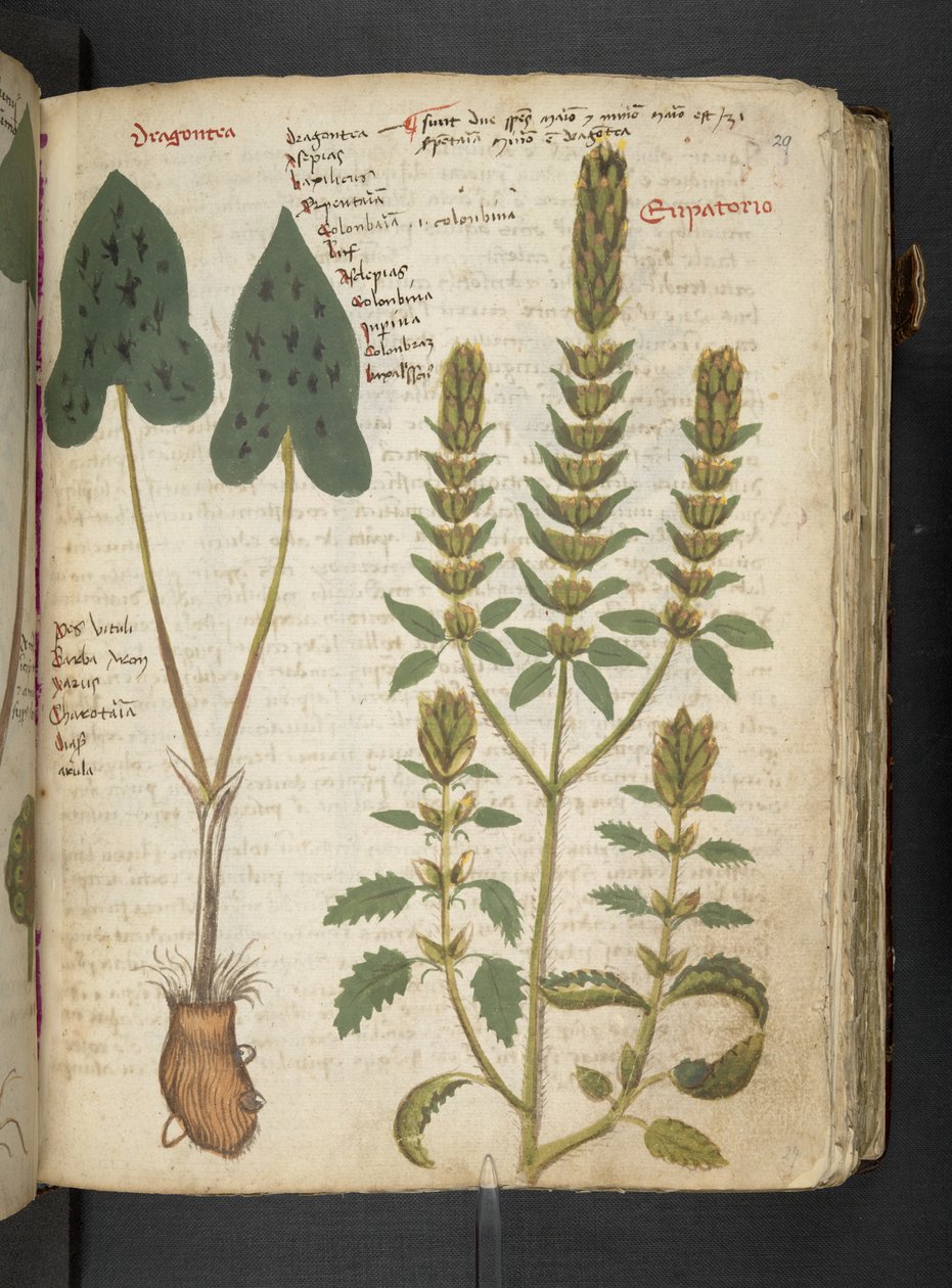 Adja hozzá az MS 41623 "A gyógynövény", Belluno (tinta és szín a pergamen) alkotó: Italian School