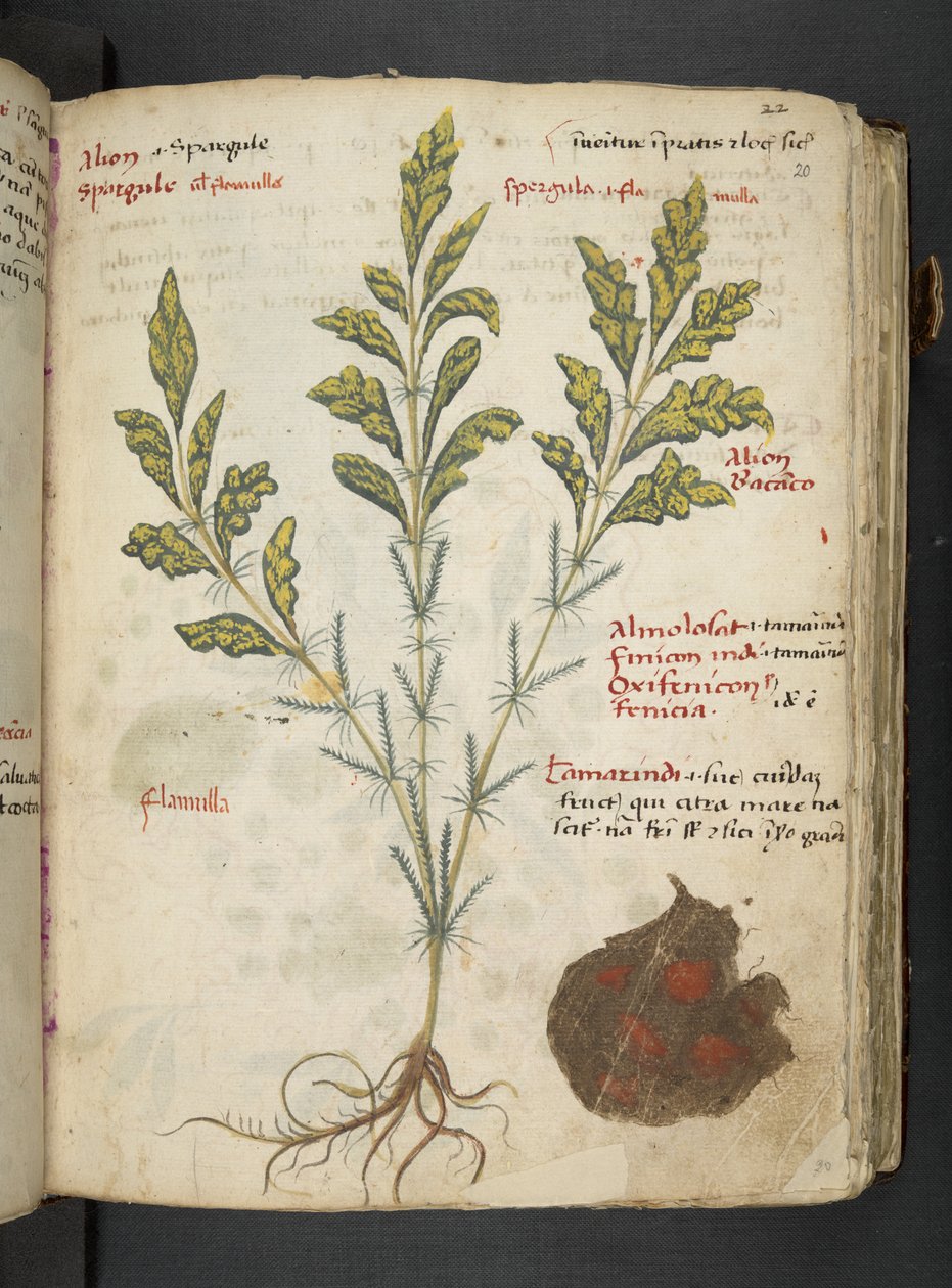 Adja hozzá az MS 41623 "A gyógynövény", Belluno (tinta és szín a pergamen) alkotó: Italian School