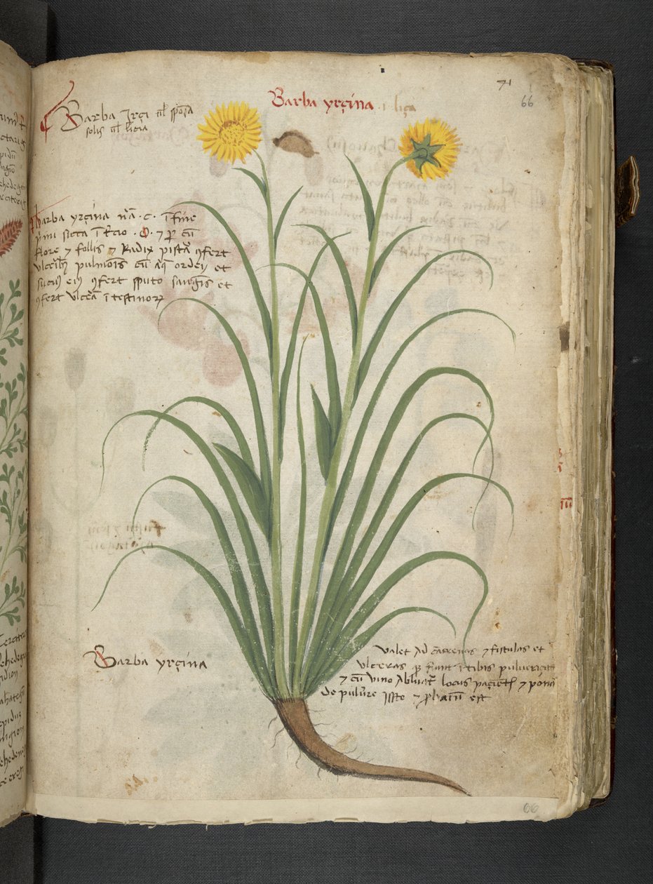 Adja hozzá az MS 41623 "A gyógynövény", Belluno (tinta és szín a pergamen) alkotó: Italian School
