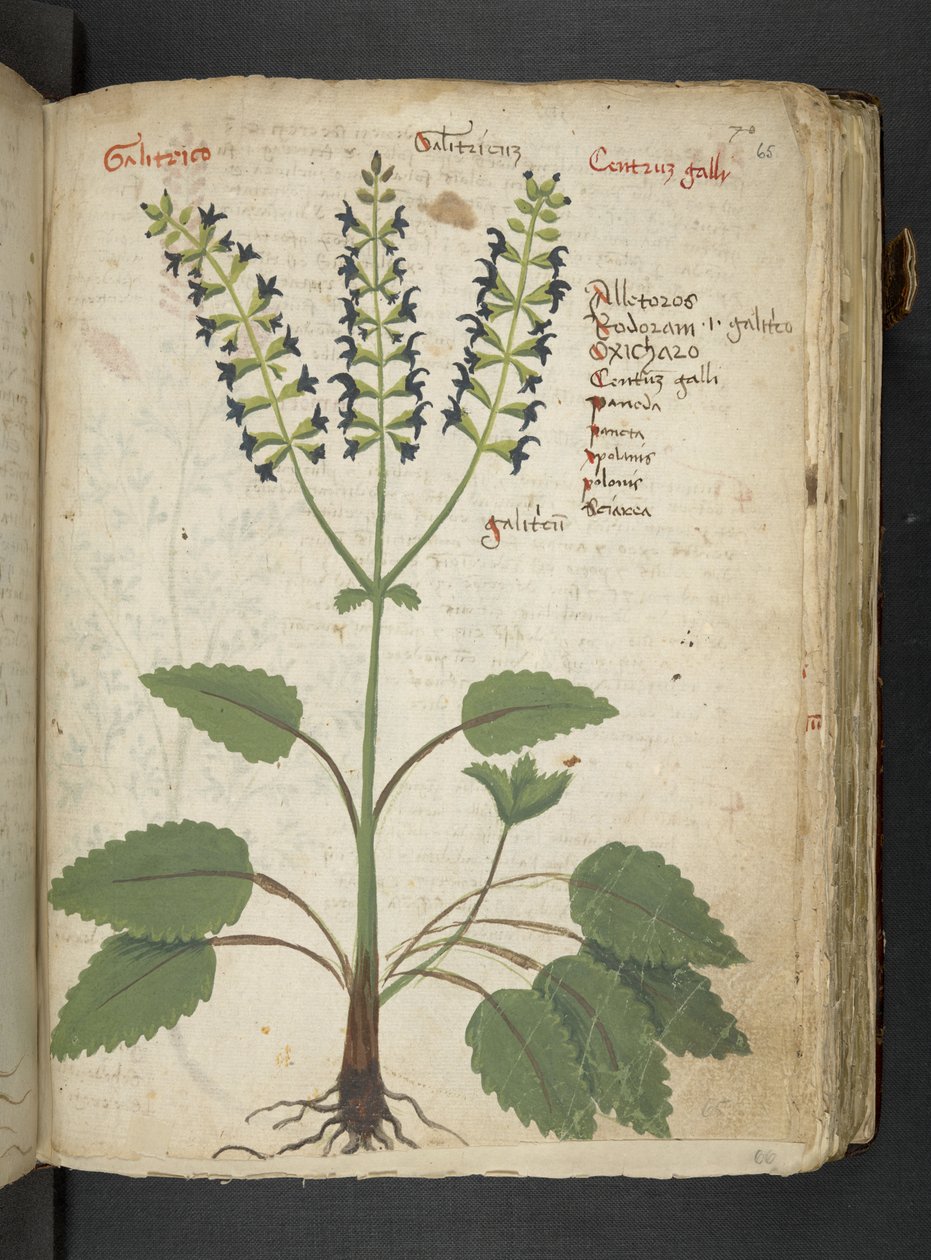 Adja hozzá az MS 41623 "A gyógynövény", Belluno (tinta és szín a pergamen) alkotó: Italian School