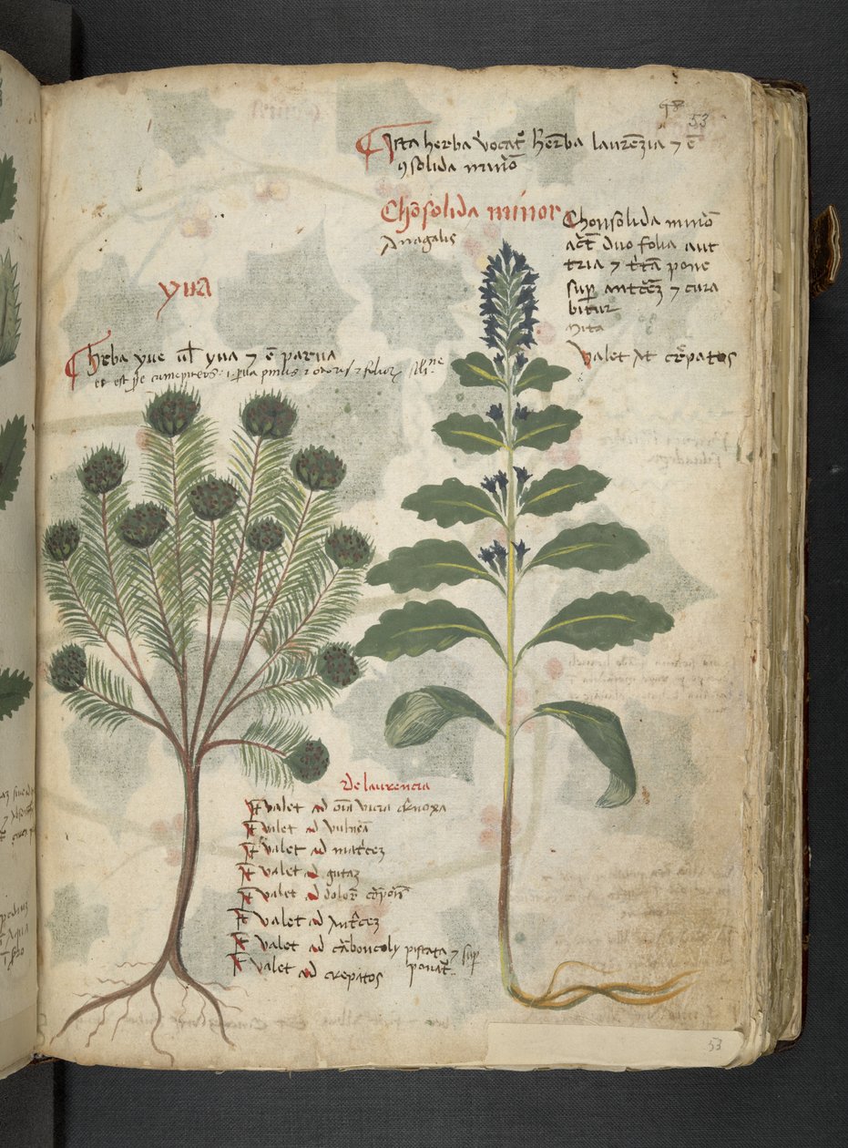 Adja hozzá az MS 41623 "A gyógynövény", Belluno (tinta és szín a pergamen) alkotó: Italian School