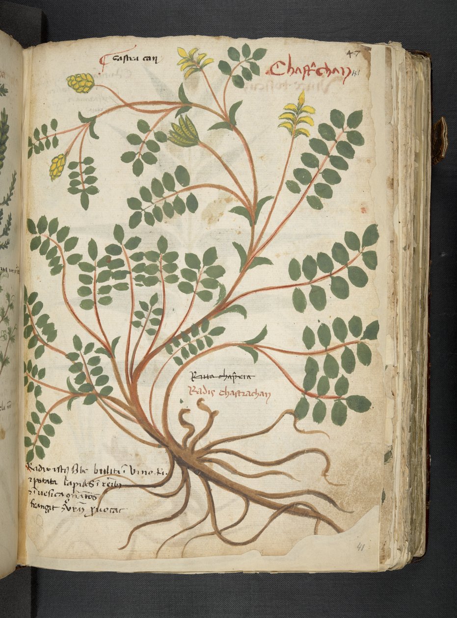 Adja hozzá az MS 41623 "A gyógynövény", Belluno (tinta és szín a pergamen) alkotó: Italian School