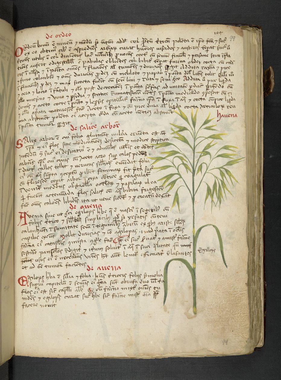 Adja hozzá az MS 41623 "A gyógynövény", Belluno (tinta és szín a pergamen) alkotó: Italian School
