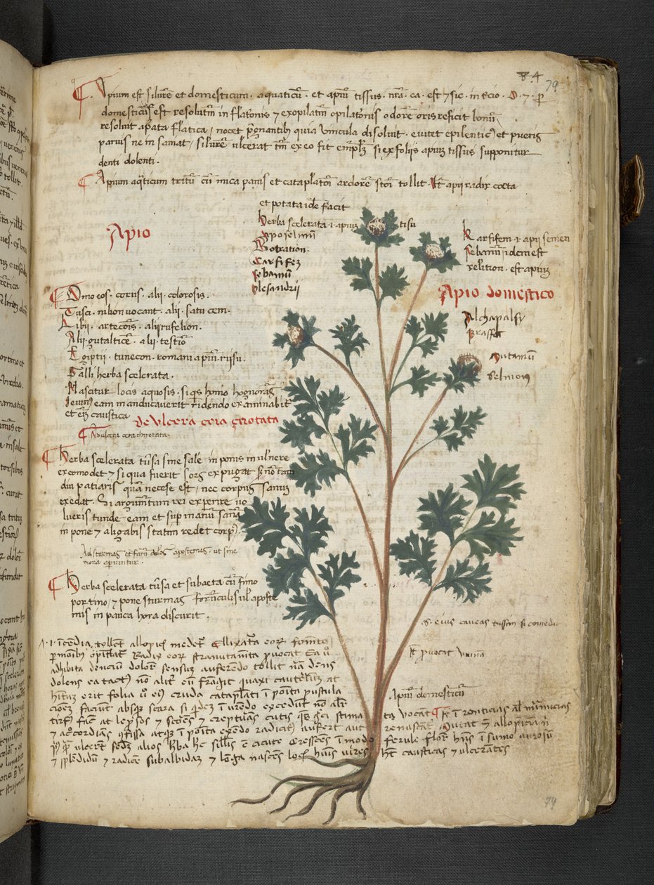 Adja hozzá az MS 41623 "A gyógynövény", Belluno (tinta és szín a pergamen) alkotó: Italian School