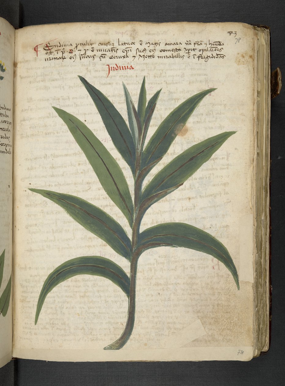 Adja hozzá az MS 41623 "A gyógynövény", Belluno (tinta és szín a pergamen) alkotó: Italian School