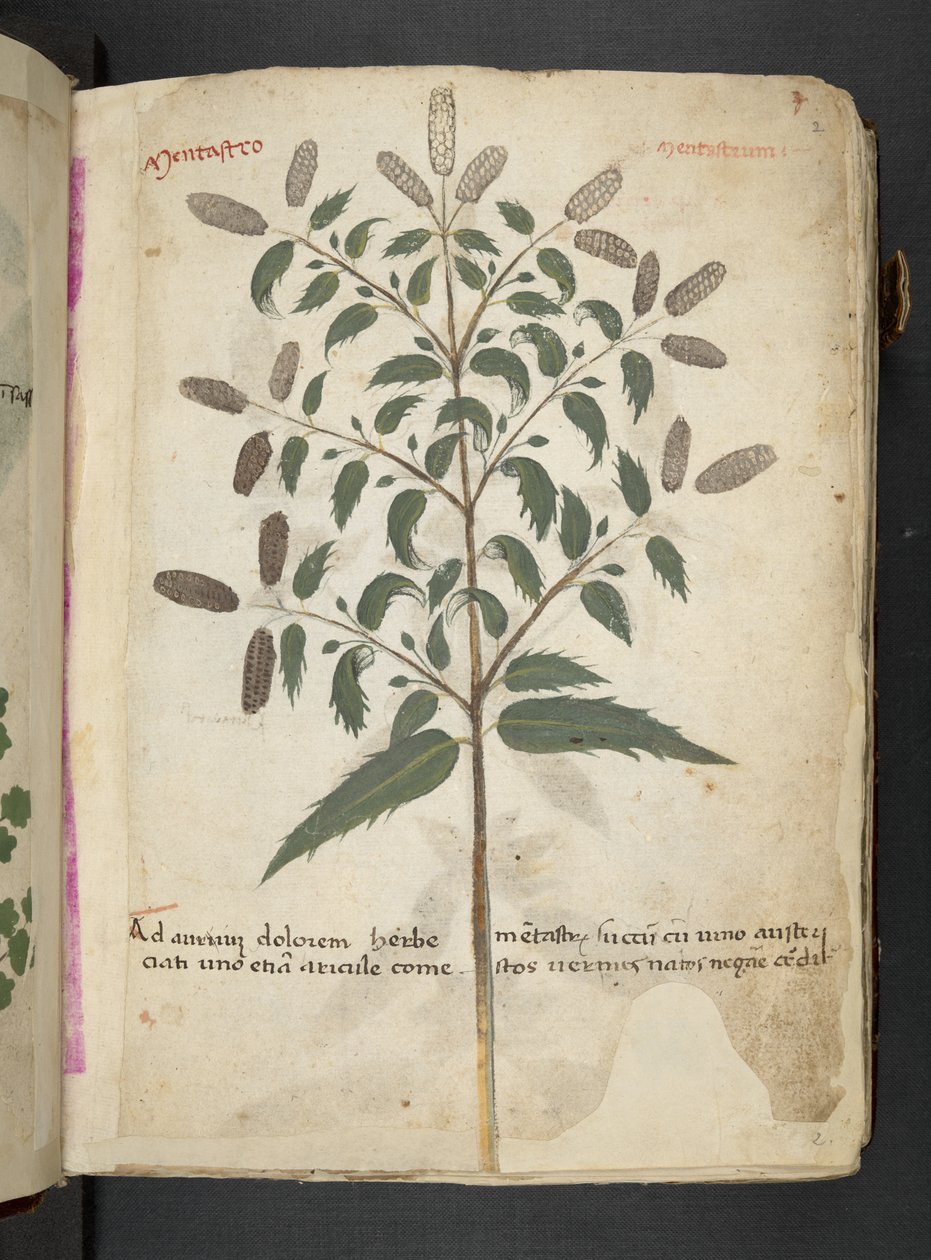Adja hozzá az MS 41623 "A gyógynövény", Belluno (tinta és szín a pergamen) alkotó: Italian School