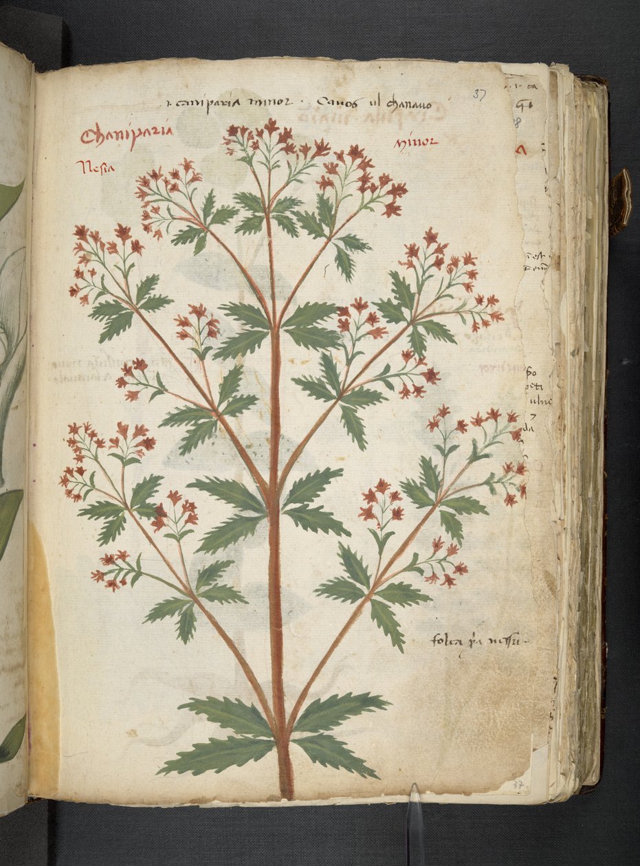Adja hozzá az MS 41623 "A gyógynövény", Belluno (tinta és szín a pergamen) alkotó: Italian School