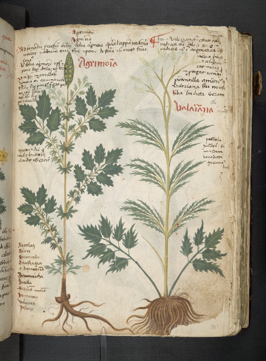 Adja hozzá az MS 41623 "A gyógynövény", Belluno (tinta és szín a pergamen) alkotó: Italian School