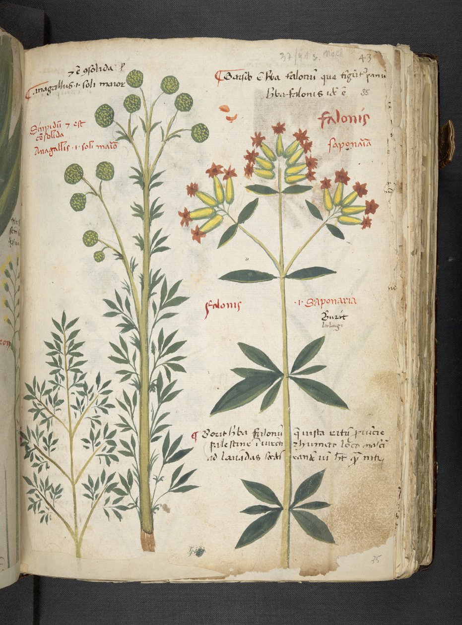 Adja hozzá az MS 41623 "A gyógynövény", Belluno (tinta és szín a pergamen) alkotó: Italian School