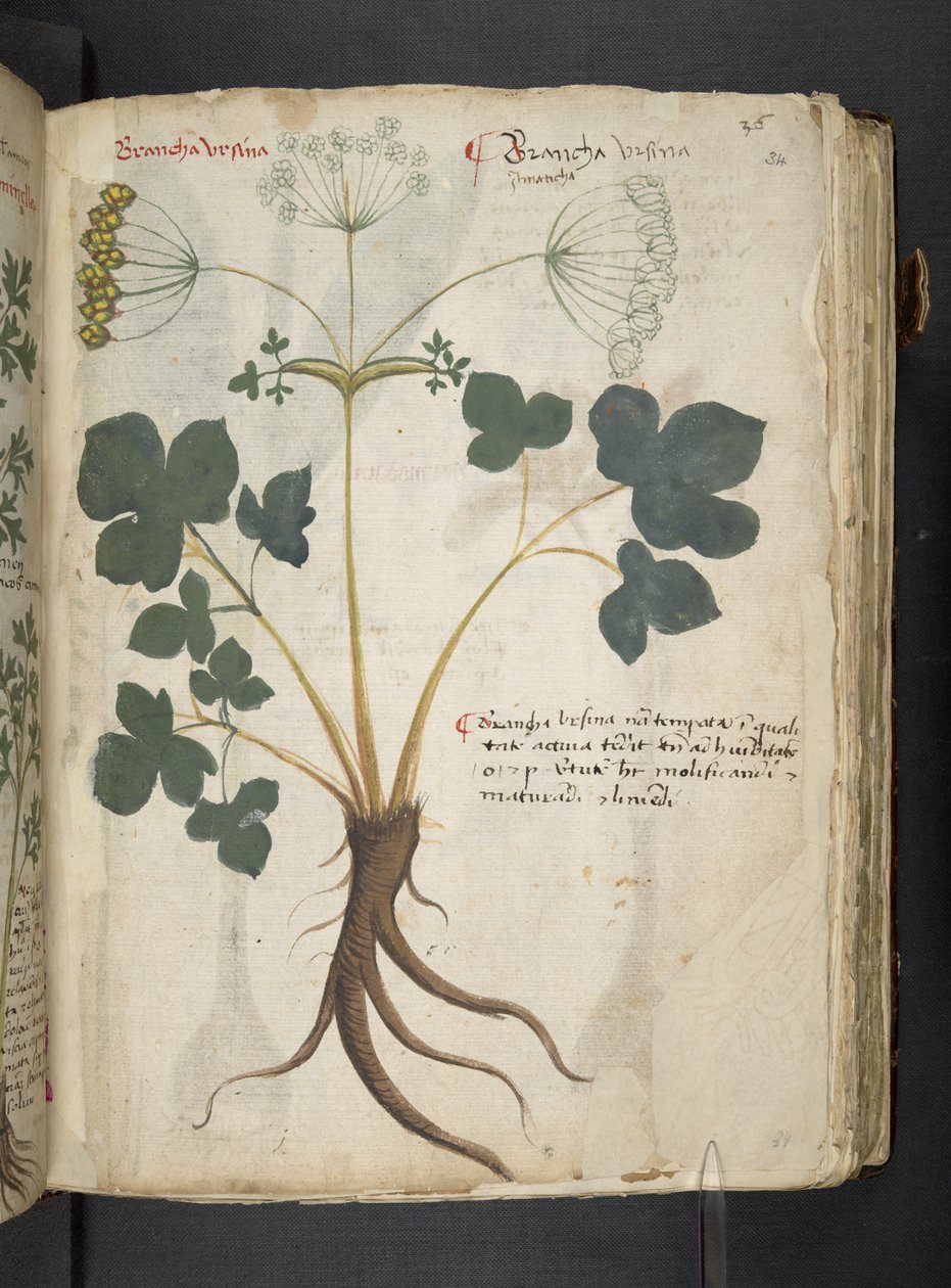 Adja hozzá az MS 41623 "A gyógynövény", Belluno (tinta és szín a pergamen) alkotó: Italian School