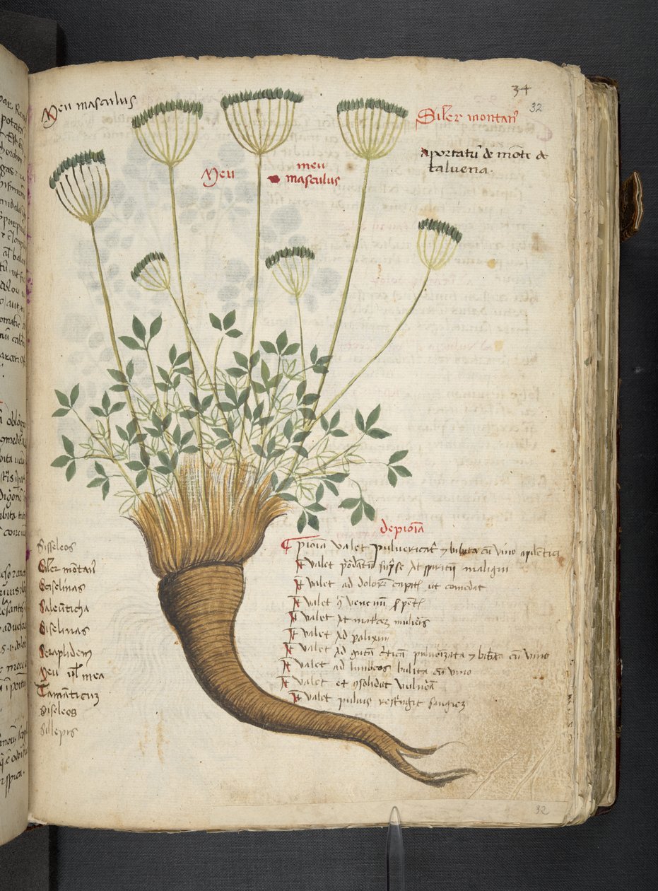 Adja hozzá az MS 41623 "A gyógynövény", Belluno (tinta és szín a pergamen) alkotó: Italian School