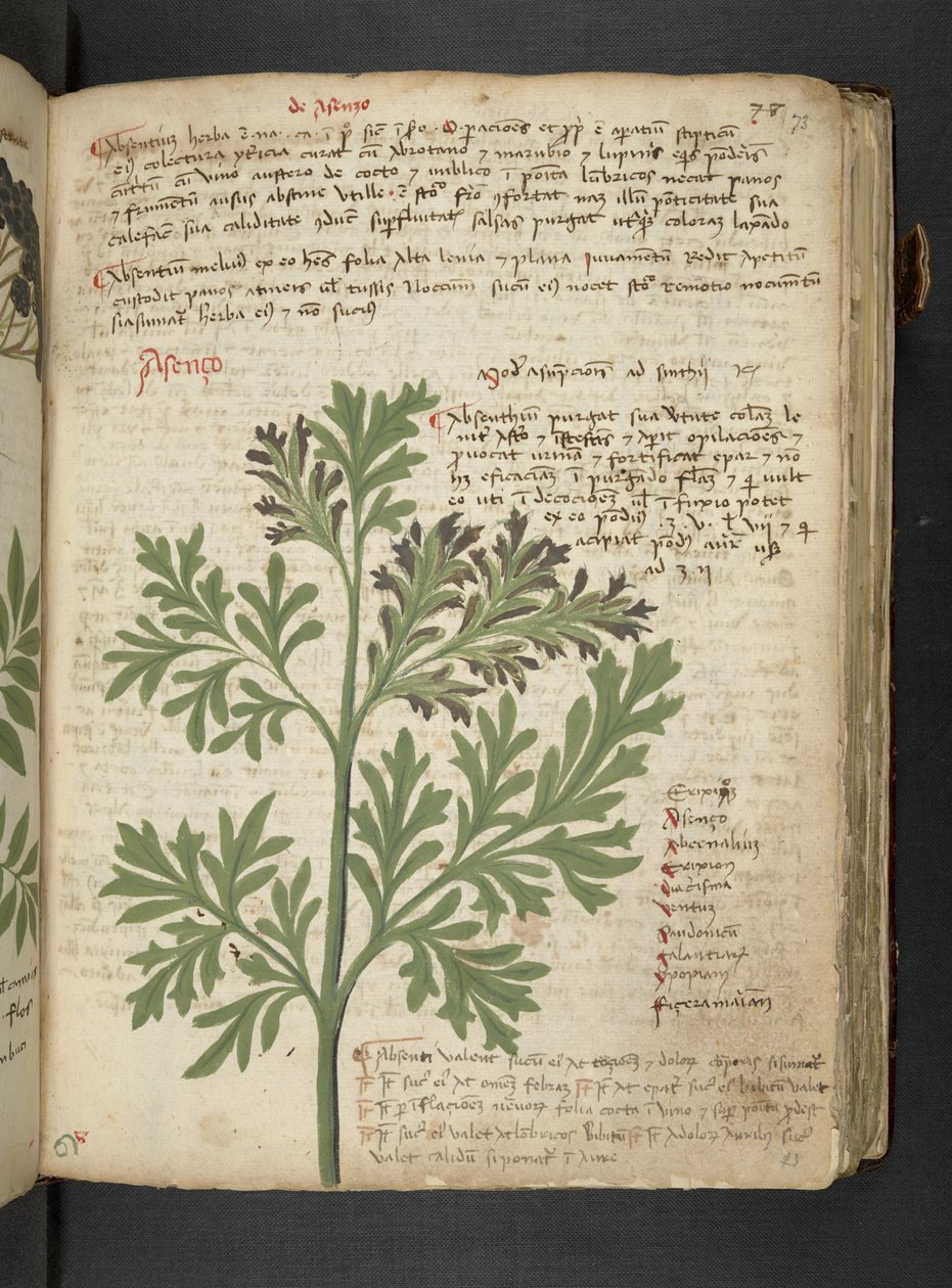 Adja hozzá az MS 41623 "A gyógynövény", Belluno (tinta és szín a pergamen) alkotó: Italian School