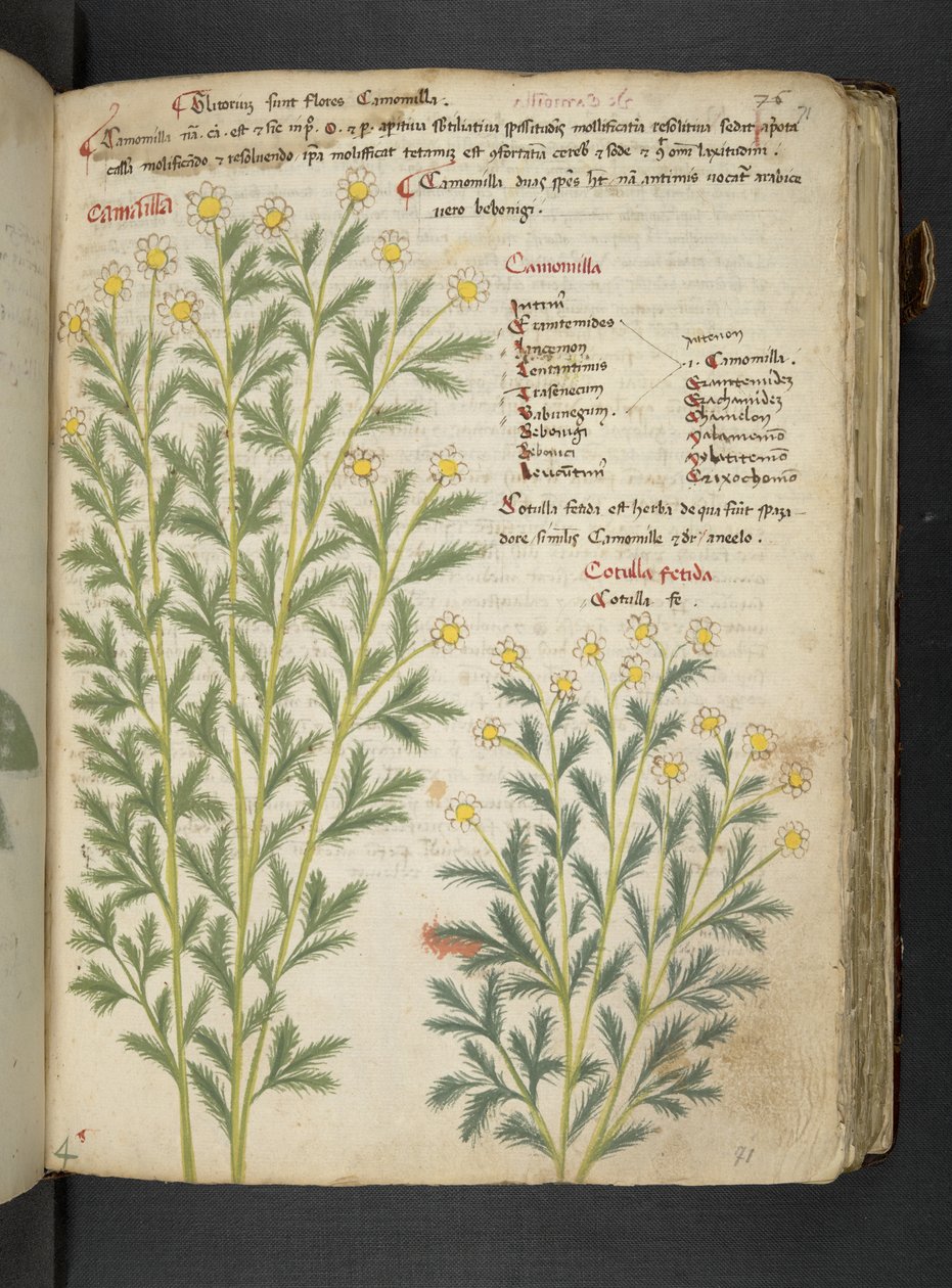 Adja hozzá az MS 41623 "A gyógynövény", Belluno (tinta és szín a pergamen) alkotó: Italian School