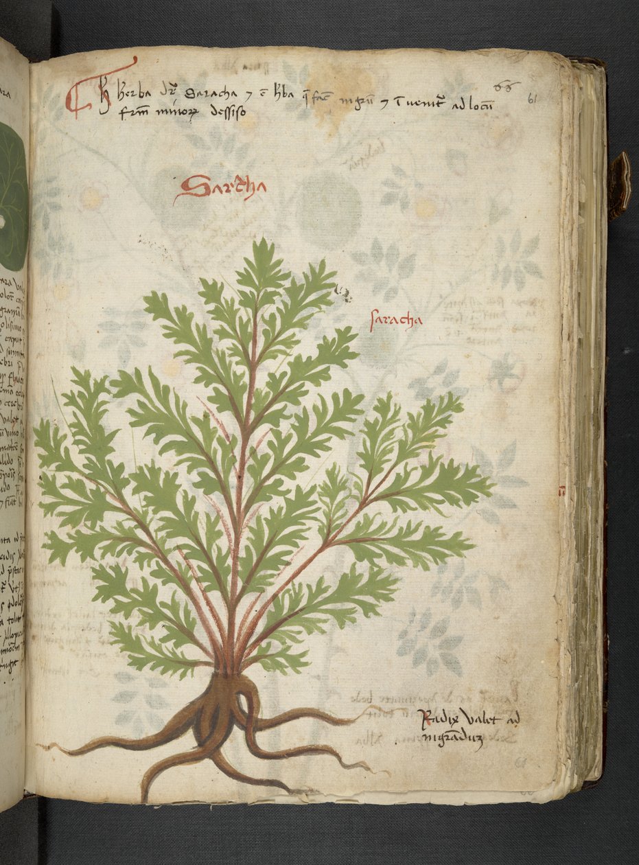 Adja hozzá az MS 41623 "A gyógynövény", Belluno (tinta és szín a pergamen) alkotó: Italian School