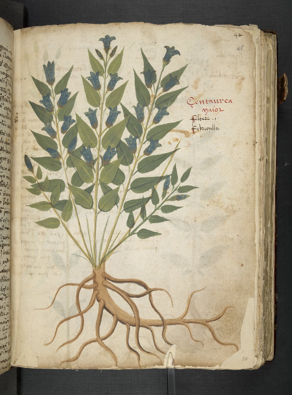 Adja hozzá az MS 41623 "A gyógynövény", Belluno (tinta és szín a pergamen) alkotó: Italian School