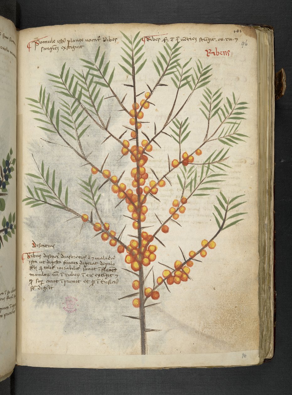 Adja hozzá az MS 41623 "A gyógynövény", Belluno (tinta és szín a pergamen) alkotó: Italian School