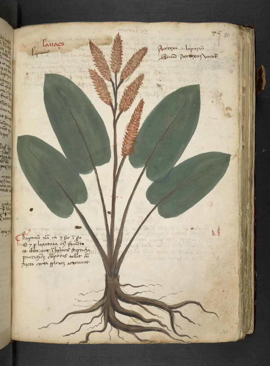 Adja hozzá az MS 41623 "A gyógynövény", Belluno (tinta és szín a pergamen) alkotó: Italian School