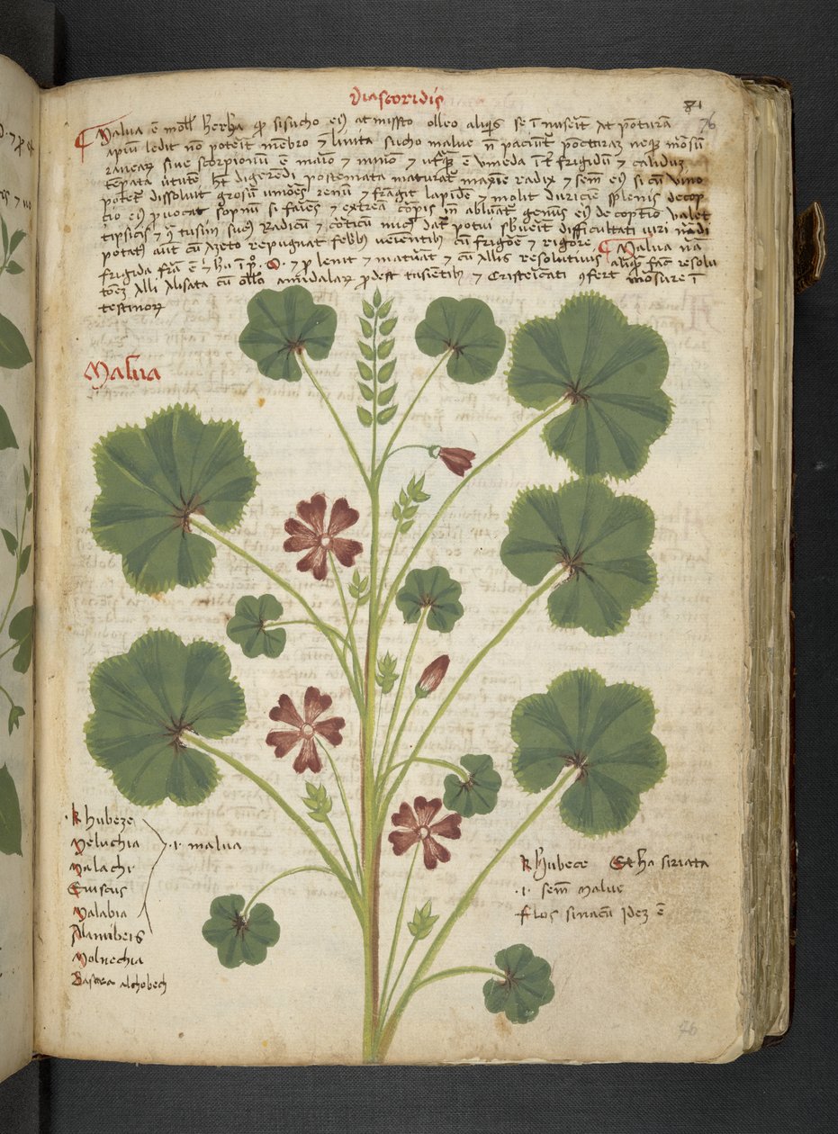 Adja hozzá az MS 41623 "A gyógynövény", Belluno (tinta és szín a pergamen) alkotó: Italian School