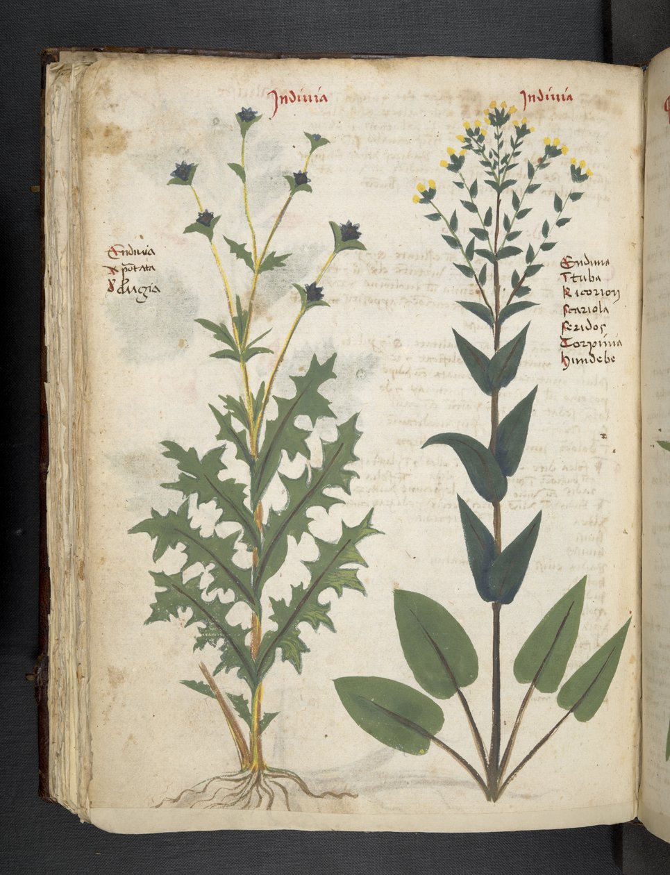 Adja hozzá az MS 41623 "A gyógynövény", Belluno (tinta és szín a pergamen) alkotó: Italian School
