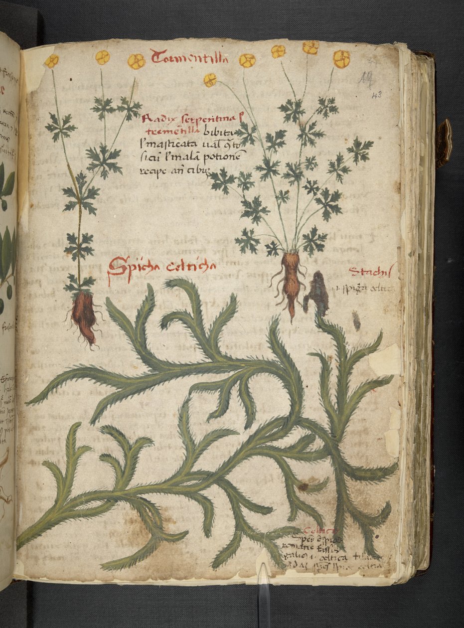 Adja hozzá az MS 41623 "A gyógynövény", Belluno (tinta és szín a pergamen) alkotó: Italian School